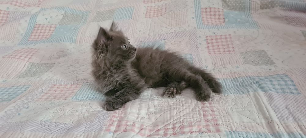 Отдам красивого котёнка