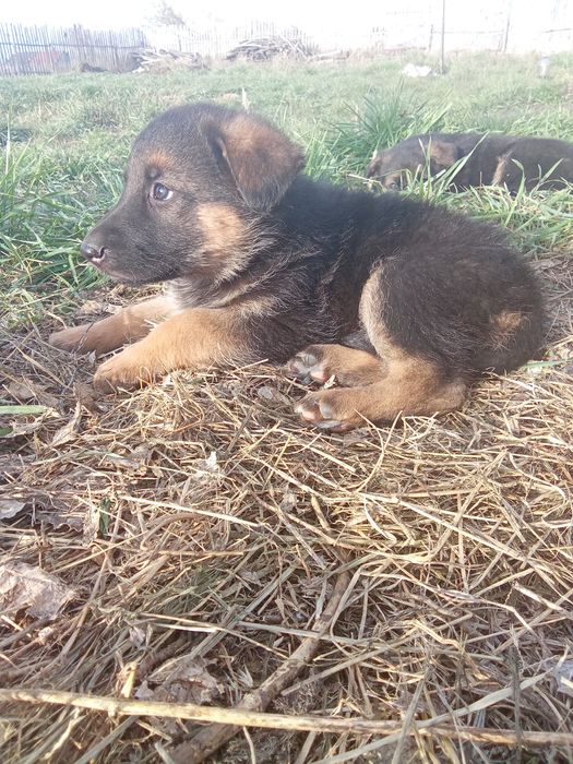 Щенки немецкой овчарки