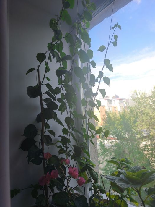Бугенвиллия белая.