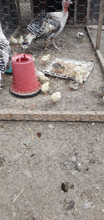 Vând ouă de găină, Bio