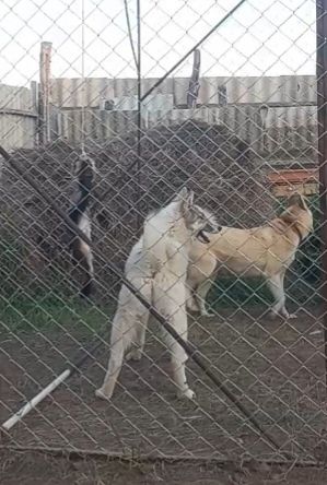 ЗСЛ ұрғашы сатылады