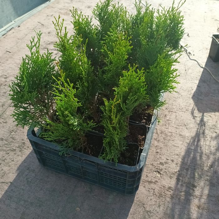 Tuia smaragd inaltime  60 -65cm