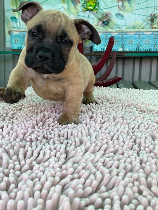 американский булли