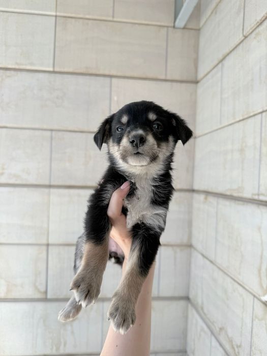 Отдам бесплатно кандектерьера