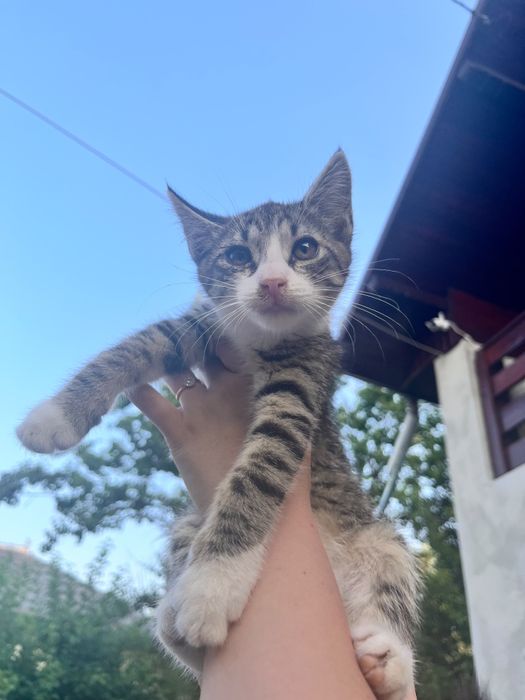 Spre adopție responsabilă
