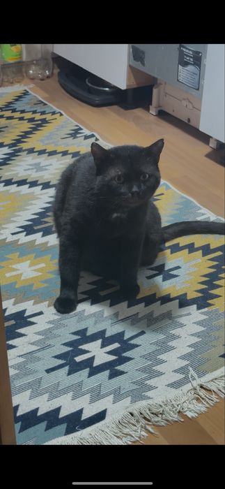 Пропал кот район мехпоселка