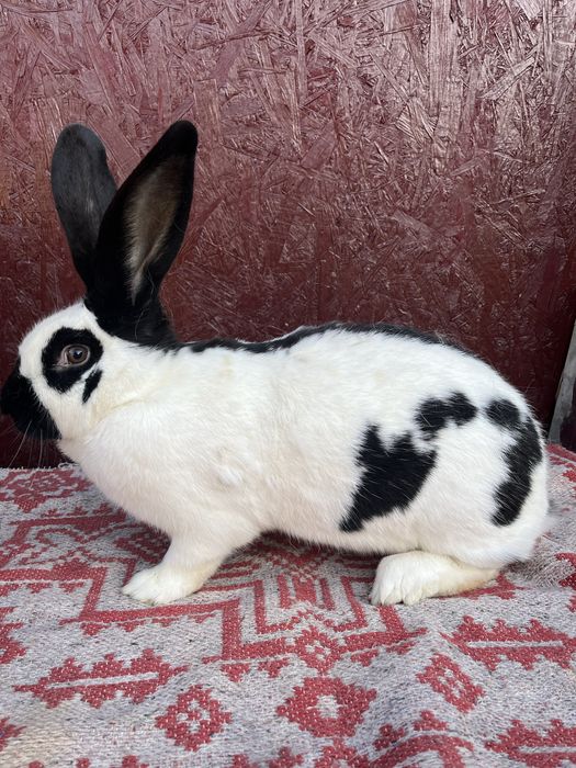 Femelă Pestriț German