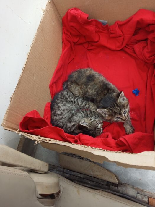 Отдам красивых котят