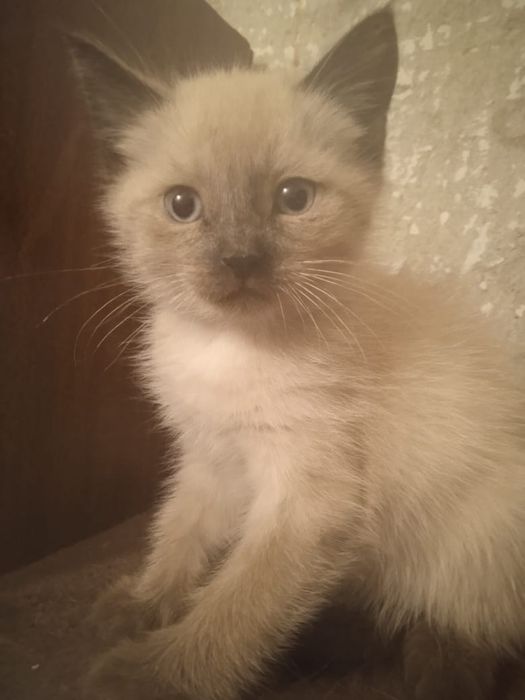 Котёнок ищет добрые руки