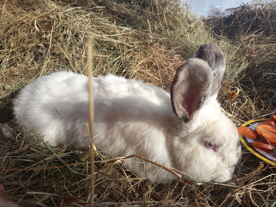 Продам самцов и самок кролика