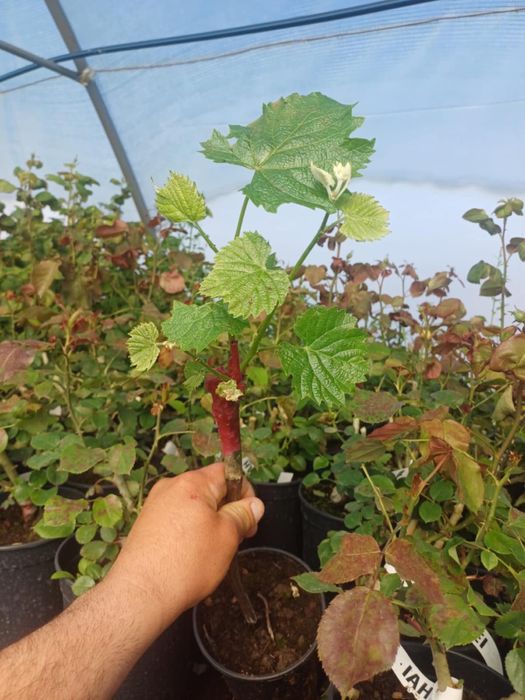 Pomi fructiferi,arbusti fructiferi,plante ornamentale