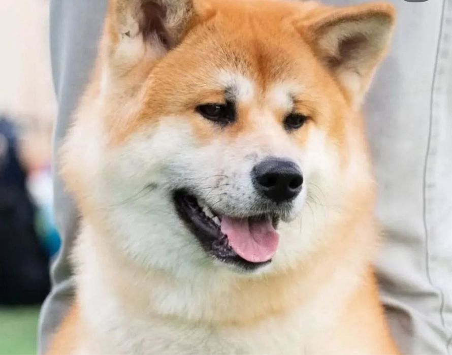 Щенки Акита Ину (хатико)