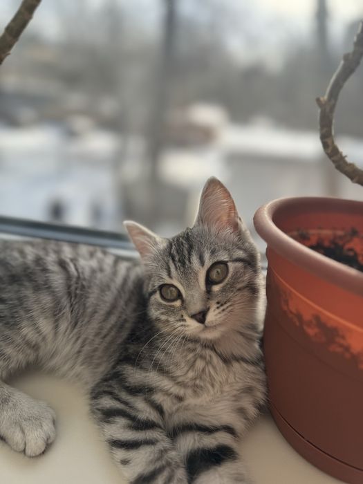 Очень ласковый котик