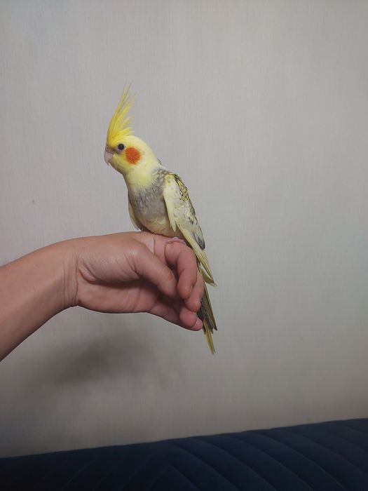 Корела ручной клеткой ,корм