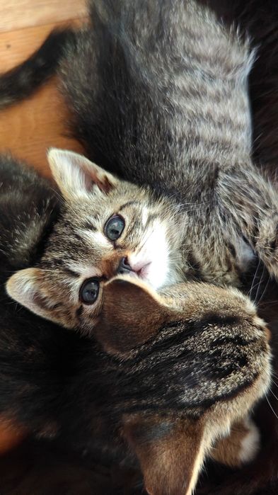 Красивые котята!