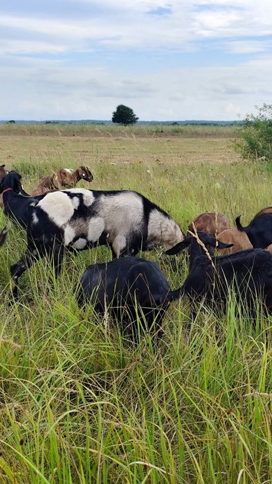 Țap Anglo-Nubian cu pedigree varsta 2+ ani