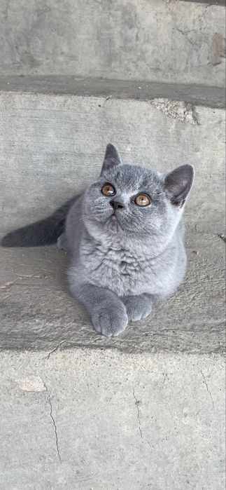 Fetita British Blue
