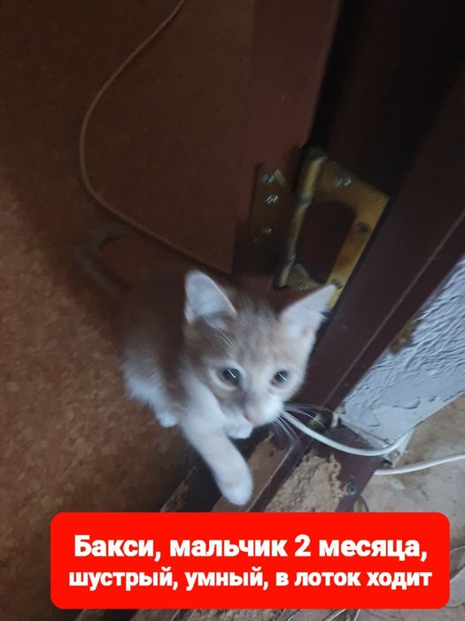 Отдам в добрые руки