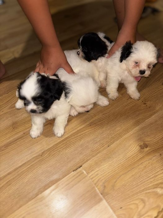 "Donez" pui shih tzu