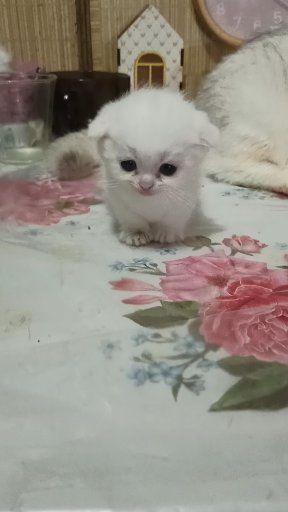 Манчкины,девочки и мальчик.