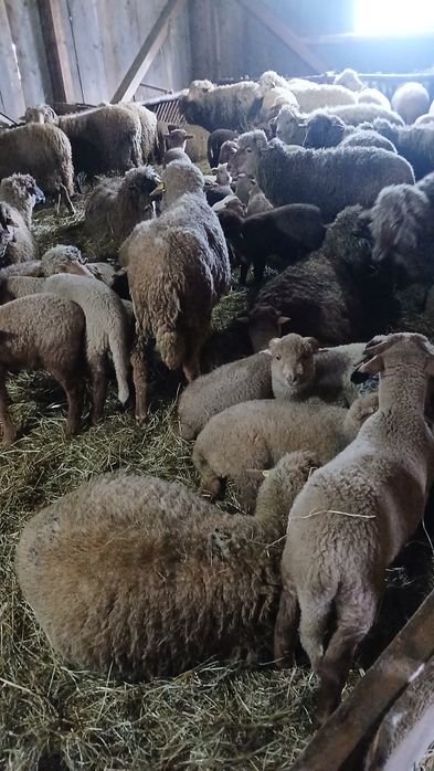 Vând oi tinere cu miei