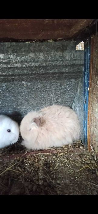 Декоративные, вислоухие срочно