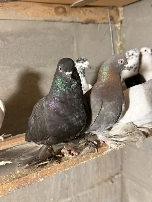 Голуби игровых кровей