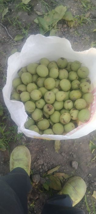 Зелёный орех еще не спелый, ёнғоқ хали қотмаган