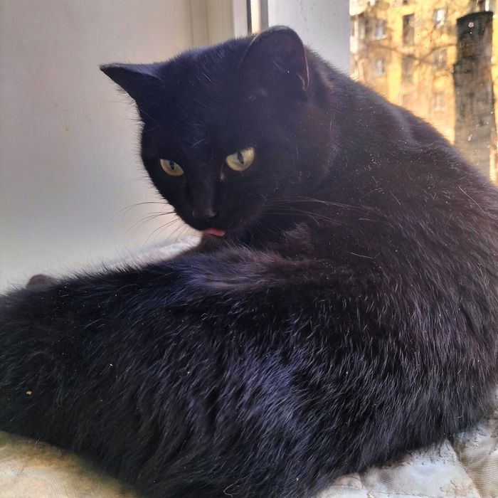 Стериллизованная привитая девочка