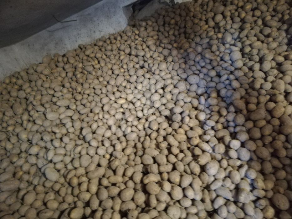 Cartofi de consum și de sămânță