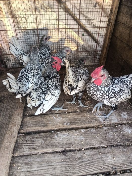 Gaini sebright argintiu