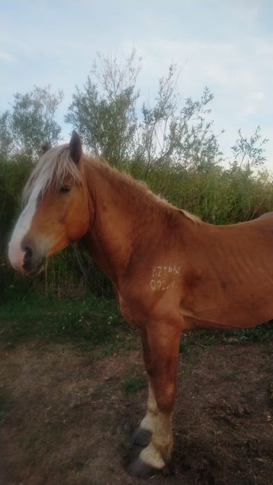 Продам лошадь Айғыр