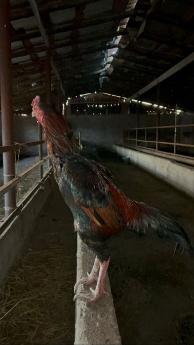 Дакан қораз тулек