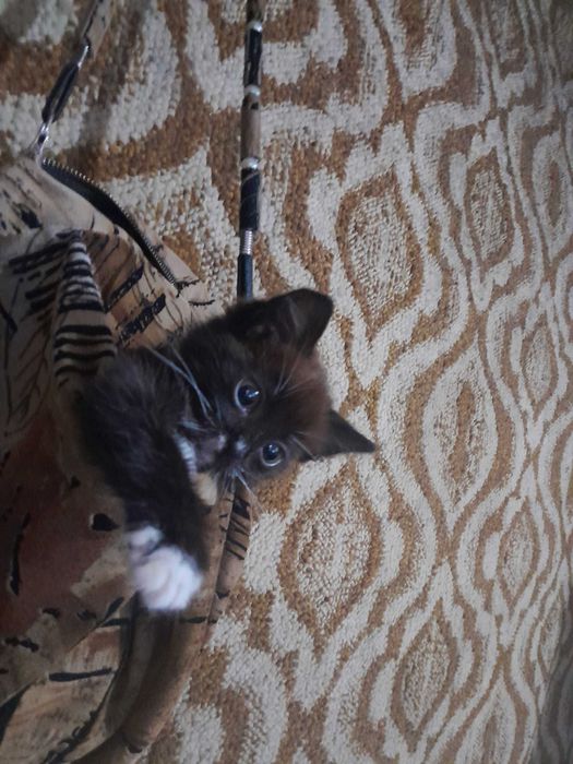 Кошечка в добрые руки