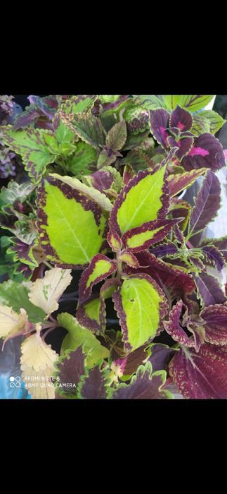 Колеусы вегетативные