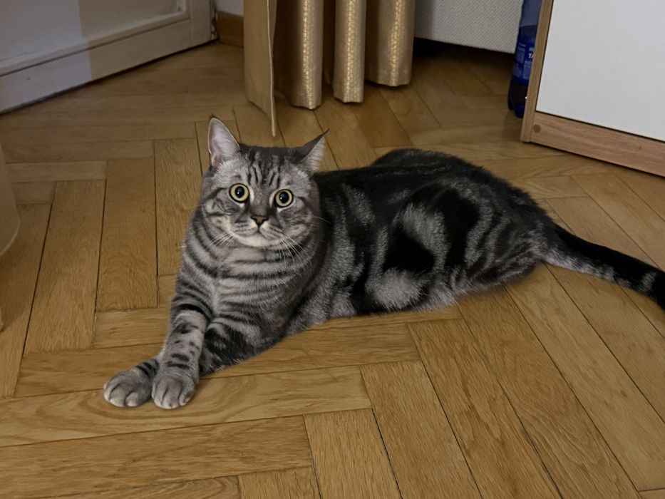 Шотландец кот кастрирован