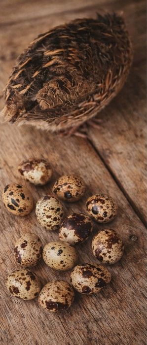 Oua prepelita,de consum