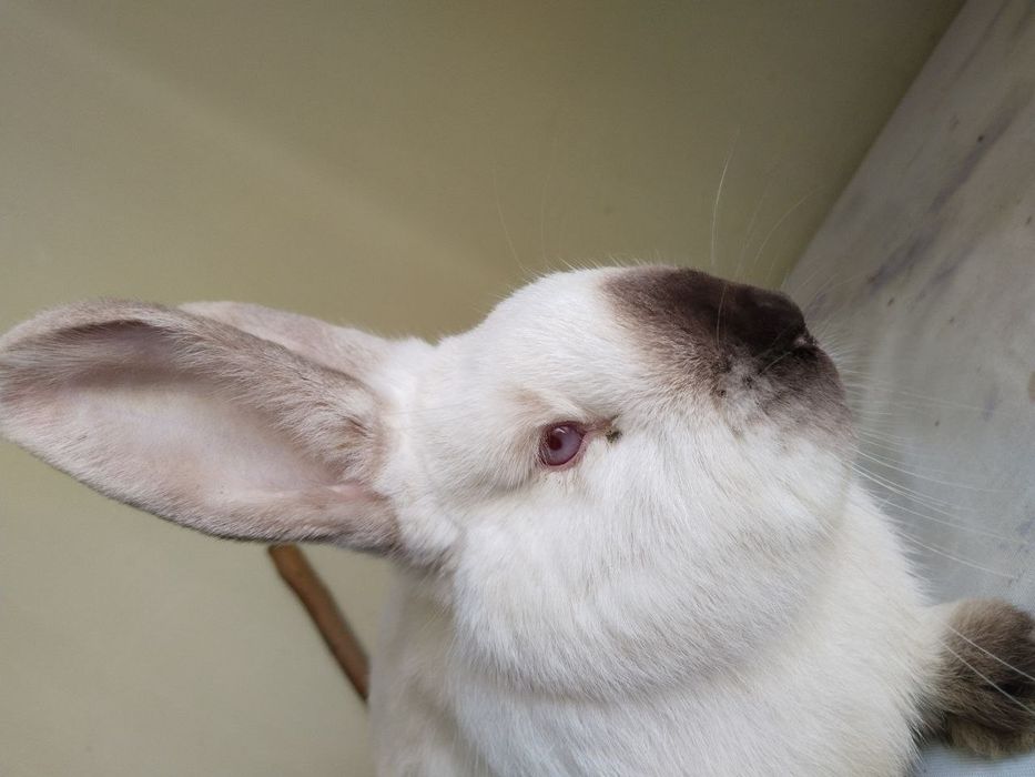 Куёнлар сотилади