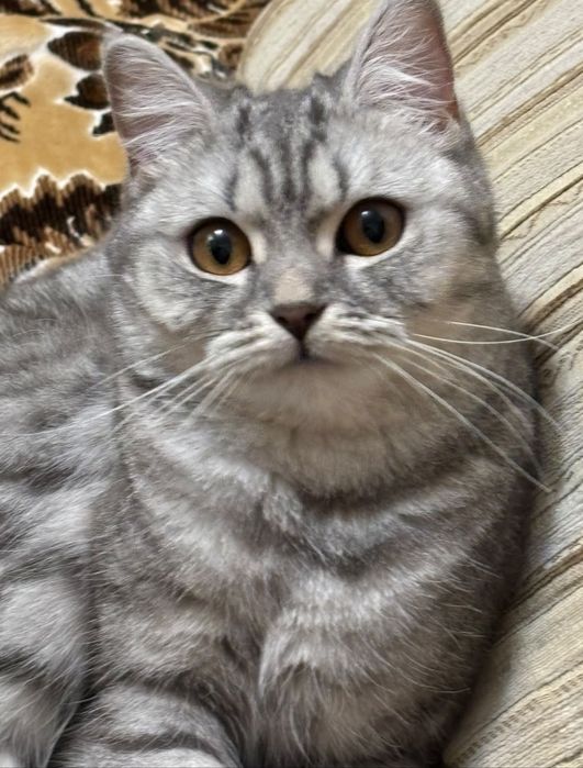 Британская кошка