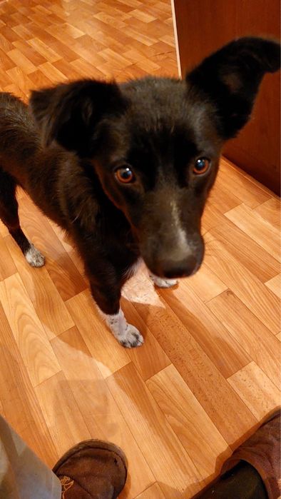 Щенок ( сучка ) стерилизована