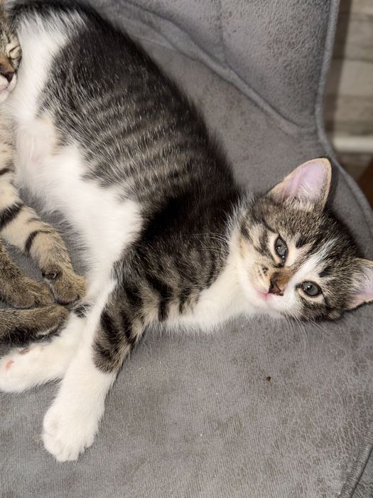 Отдам котят в добрые руки