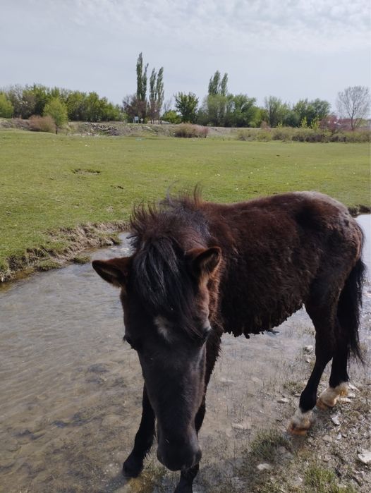 Еркек тай сатылады