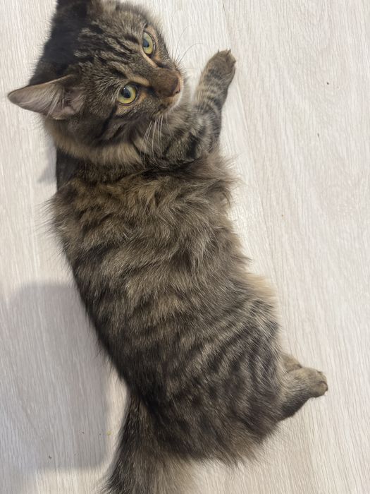 Мысық Луна жоғалды