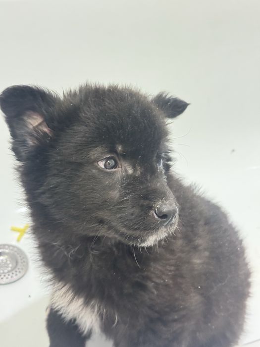 Щенки в добрые руки