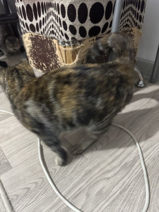 Котенок в добрые руки