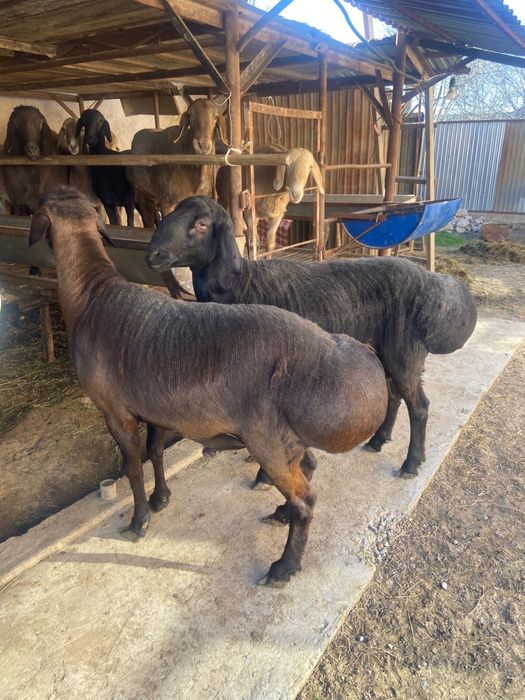 ҚОЙЛАР Бар Сойуға