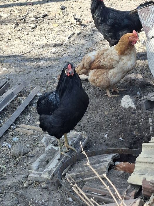 Петли Астралорп и Арауйана