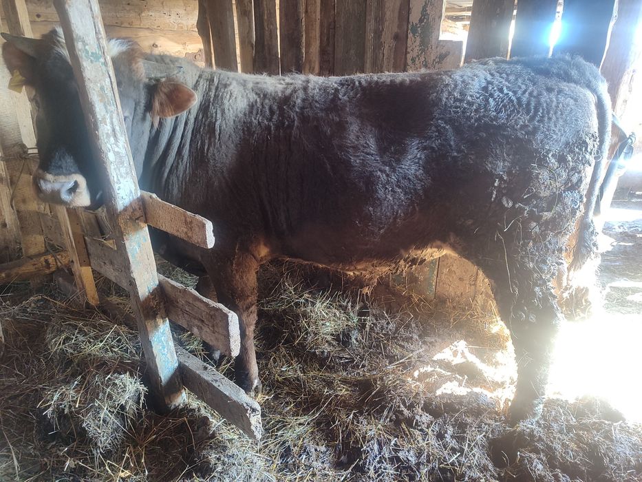 Семіз бычок сатылады