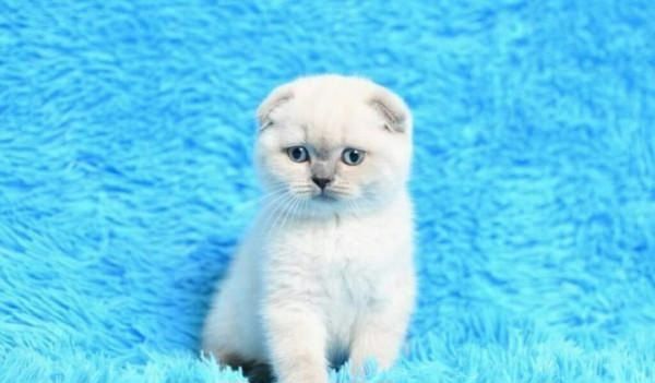 Scottish fold silver cu ochii albaștri