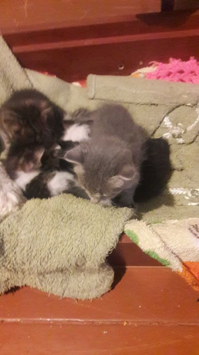 Продам котят от породистой кошки